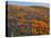 Lupine and Goldfields, Tehachapi Mountains California Poppies, California, USA-Charles Gurche-Premier Image Canvas