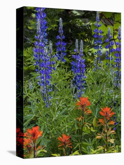 Lupine and Indian Paintbrush Wildflowers, Stillwater State Forest, Montana-Chuck Haney-Premier Image Canvas