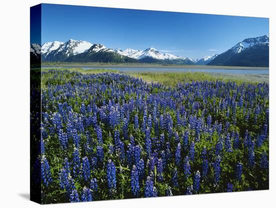 Lupine and Kenai Mountains, Kenai National Wildlife Refuge, Alaska, USA-Adam Jones-Premier Image Canvas