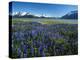 Lupine and Kenai Mountains, Kenai National Wildlife Refuge, Alaska, USA-Adam Jones-Premier Image Canvas