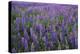 Lupine, Clallam County, Washington, USA-Charles Gurche-Premier Image Canvas