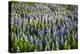 Lupine Flowers, Reykjavik, Iceland, Polar Regions-Yadid Levy-Premier Image Canvas