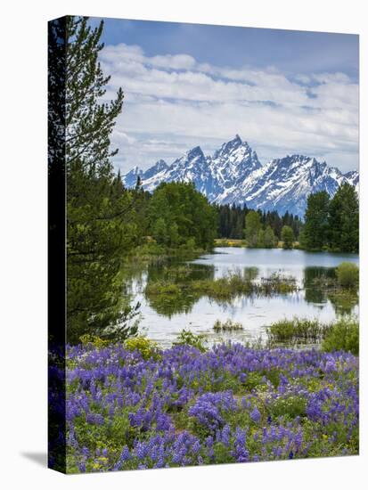 Lupine Flowers with the Teton Mountains in the Background-Howie Garber-Premier Image Canvas