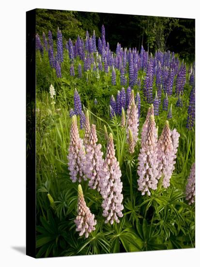 Lupine, Near Silver Bay, Northeastern Minnesota, Usa-Rob Sheppard-Premier Image Canvas