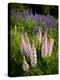 Lupine, Near Silver Bay, Northeastern Minnesota, Usa-Rob Sheppard-Premier Image Canvas