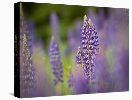 Lupine, Near Silver Bay, Northeastern Minnesota, Usa-Rob Sheppard-Premier Image Canvas