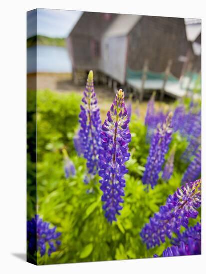 Lupines Bloom in Front of a Historic Fish Cannery in Lubec, Maine, Usa-Jerry & Marcy Monkman-Premier Image Canvas