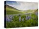 Lupines in Bloom and Rainbow After Rain, Bighorn Mountains, Wyoming, USA-Larry Ditto-Premier Image Canvas