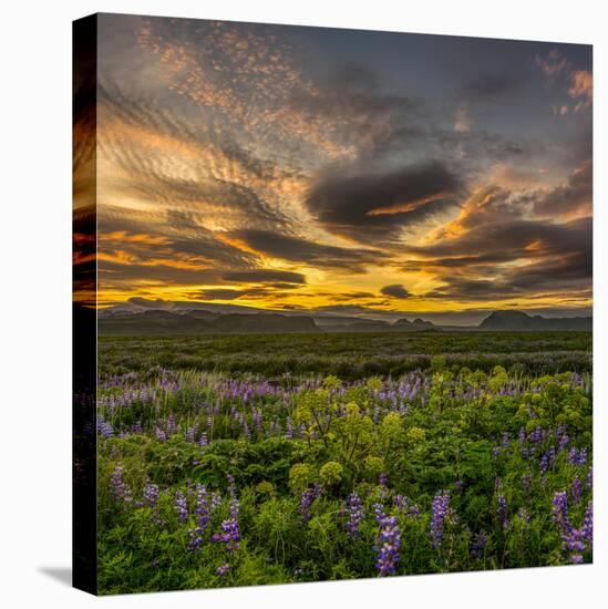 Lupines, Myrdalssandur, South Coast, Iceland-Ragnar Th Sigurdsson-Premier Image Canvas