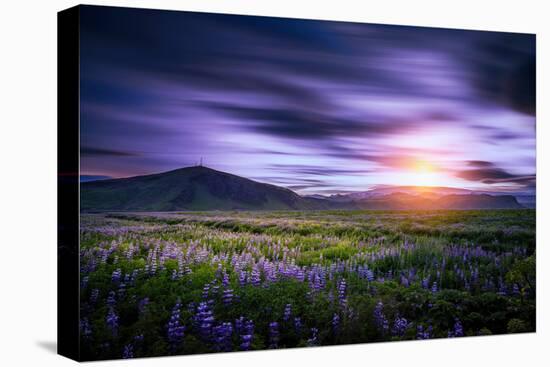 Lupines, Myrdalssandur, South Coast, Iceland-Ragnar Th Sigurdsson-Premier Image Canvas