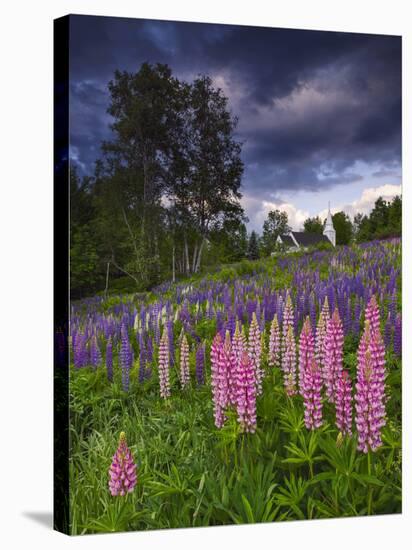 Lupines on the Hill-Michael Blanchette Photography-Premier Image Canvas