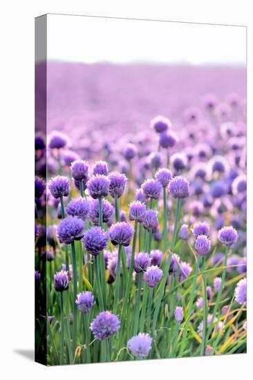 Lush Blooming Chives Field-cmfotoworks-Premier Image Canvas