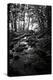 Lush Creek in Forest BW-Debra Van Swearingen-Premier Image Canvas