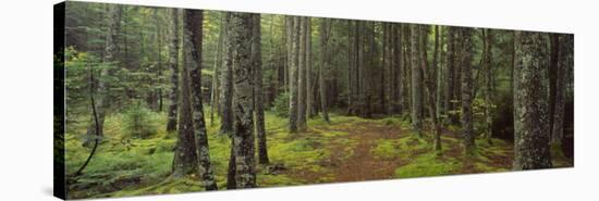 Lush Forest, Acadia National Park, Maine-null-Premier Image Canvas