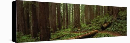 Lush Forest with Path, Jedediah Smith State Park, California, USA-null-Premier Image Canvas