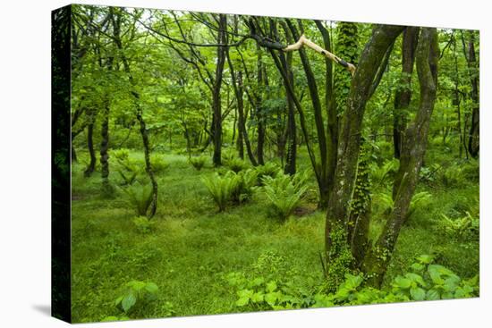 Lush Green Forest in the Hallasan National Forest, Jejudo Island, South Korea-Michael Runkel-Premier Image Canvas