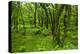 Lush Green Forest in the Hallasan National Forest, Jejudo Island, South Korea-Michael Runkel-Premier Image Canvas