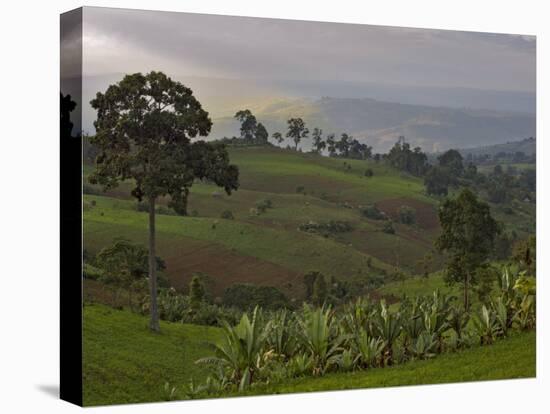 Lush Green Landscape between Bonga and Mizan Teferi, Ethiopia-Janis Miglavs-Premier Image Canvas