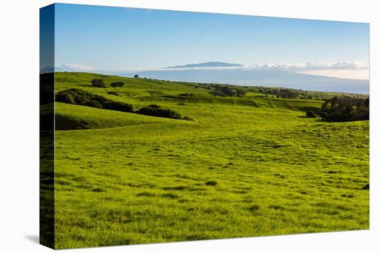 Lush pasture land, Waimea, Big Island, Hawaii-Mark A Johnson-Premier Image Canvas