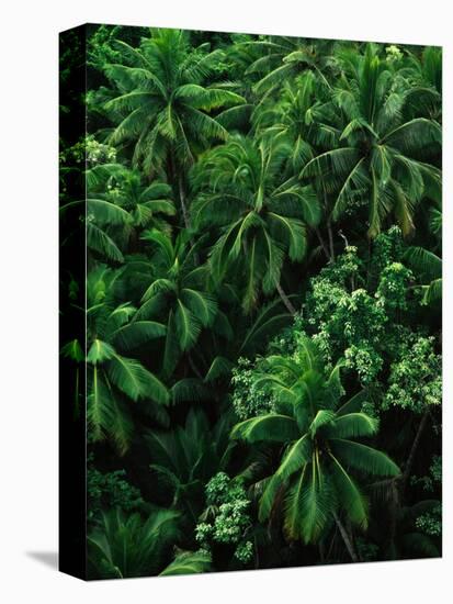 Lush Plants in Hawaiian Rainforest-Ron Watts-Premier Image Canvas