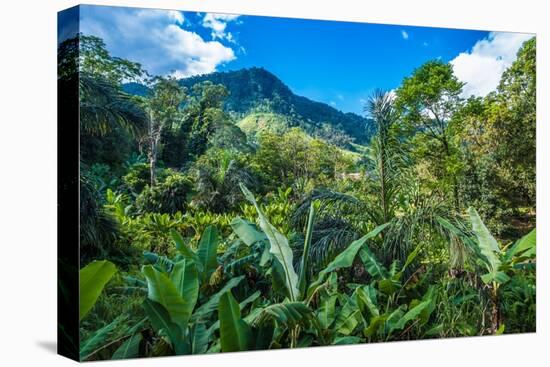 Lush Primeval Forests, Ranomafana (Hot Water in Malagasy) National Park, Madagascar-Leamus-Premier Image Canvas