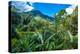 Lush Primeval Forests, Ranomafana (Hot Water in Malagasy) National Park, Madagascar-Leamus-Premier Image Canvas