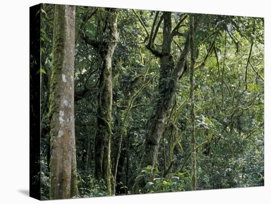 Lush Rainforest Foliage, Uganda-Gavriel Jecan-Premier Image Canvas