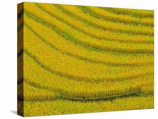 Lush, Terraced Rice Paddies Create Textured Landscapes in Hmong Hill Tribe Country, Sapa, Vietnam-Dan Morris-Premier Image Canvas