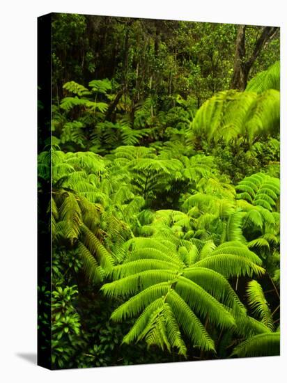 Lush tropical greenery in Hawaii Volcanoes National Park, Big Island, Hawaii-Jerry Ginsberg-Premier Image Canvas