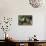 Lusitano 002-Bob Langrish-Premier Image Canvas displayed on a wall
