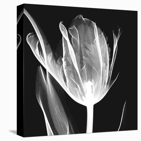Lusty Tulip 2-Albert Koetsier-Stretched Canvas