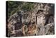 Lycian tombs, Dalyan, Mugla Province, Anatolia, Turkey, Asia Minor, Eurasia-Matthew Williams-Ellis-Premier Image Canvas