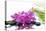 Lying down Pink Branch Orchid with Black Stones with Green Palm-Apollofoto-Premier Image Canvas