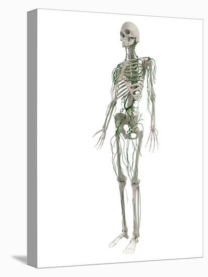 Lymphatic System, Artwork-SCIEPRO-Premier Image Canvas