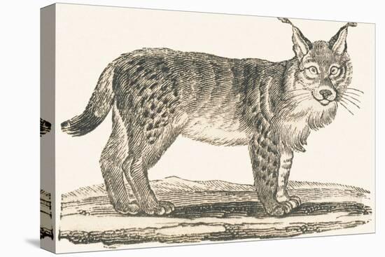 Lynx, 1850 (Engraving)-Louis Simon (1810-1870) Lassalle-Premier Image Canvas