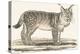 Lynx, 1850 (Engraving)-Louis Simon (1810-1870) Lassalle-Premier Image Canvas