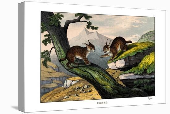 Lynx, 1860-null-Premier Image Canvas