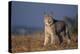 Lynx in Field-DLILLC-Premier Image Canvas