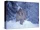 Lynx in the Snowy Foothills of the Takshanuk Mountains, Alaska, USA-Steve Kazlowski-Premier Image Canvas
