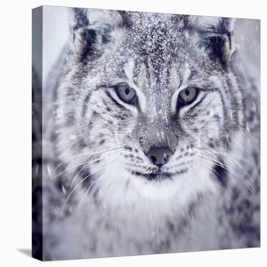 Lynx Looking into Camera-kjekol-Premier Image Canvas