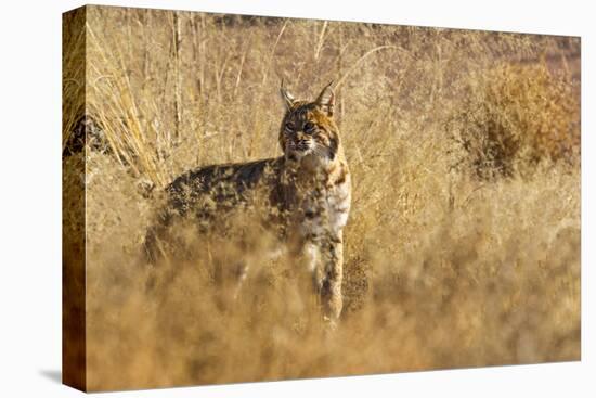 Lynx Rufus Baileyi, Bosque Del Apache National Wildlife Refuge, New Mexico-Maresa Pryor-Premier Image Canvas