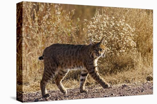 Lynx Rufus Baileyi, Bosque Del Apache National Wildlife Refuge, New Mexico-Maresa Pryor-Premier Image Canvas