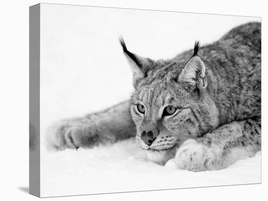 Lynx-PhotoINC Studio-Stretched Canvas