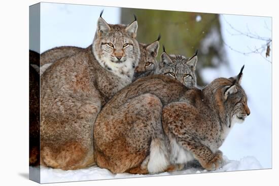 Lynxes in Winter-Reiner Bernhardt-Premier Image Canvas