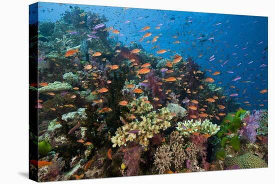 Lyretail Anthias (Pseudanthias Squamipinnis) in Coral Reef-Reinhard Dirscherl-Premier Image Canvas