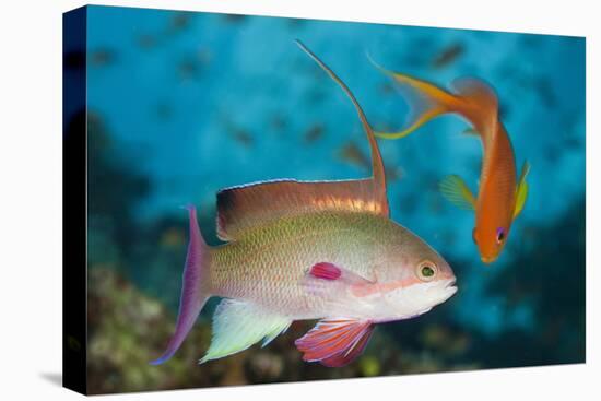 Lyretail Anthias (Pseudanthias Squamipinnis)-Reinhard Dirscherl-Premier Image Canvas