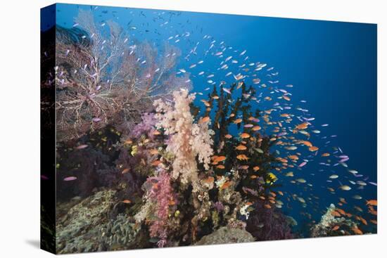 Lyretail Anthias (Pseudanthias Squamipinnis)-Reinhard Dirscherl-Premier Image Canvas