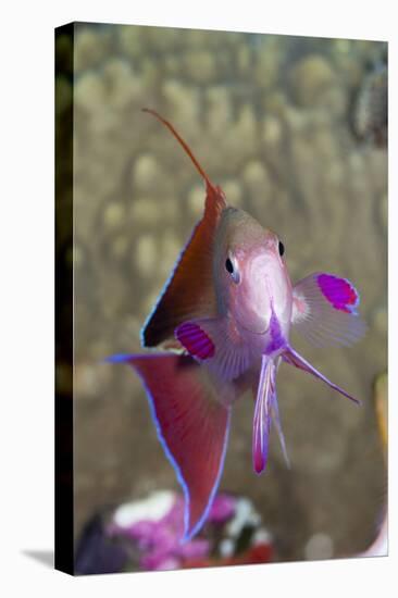 Lyretail Anthias (Pseudanthias Squamipinnis)-Reinhard Dirscherl-Premier Image Canvas