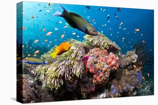 Lyretail Wrasse with Tomato Anemonefish-null-Premier Image Canvas