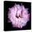 Lysianthus Pink-Magda Indigo-Premier Image Canvas